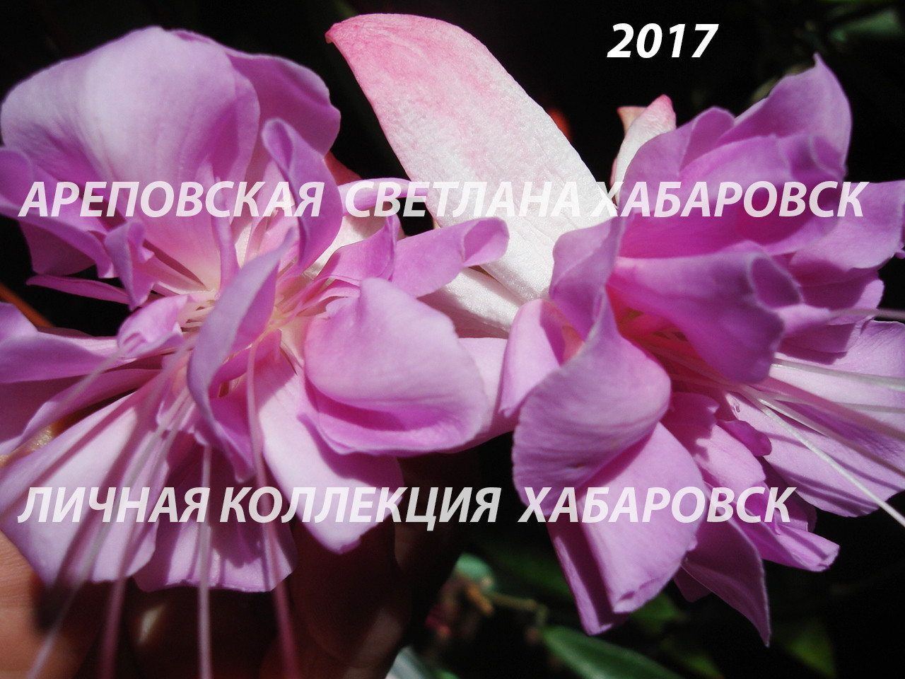 НУ КОГДА ЖЕ ОНА НАКОНЕЦ ЗАЦВЕТЕТ???
