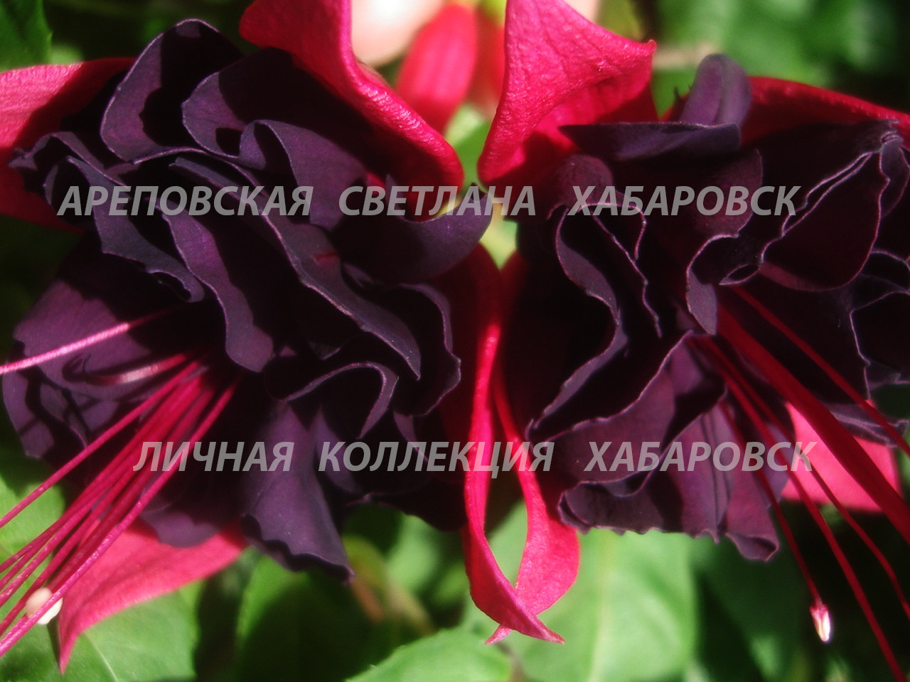 НУ КОГДА ЖЕ ОНА НАКОНЕЦ ЗАЦВЕТЕТ???