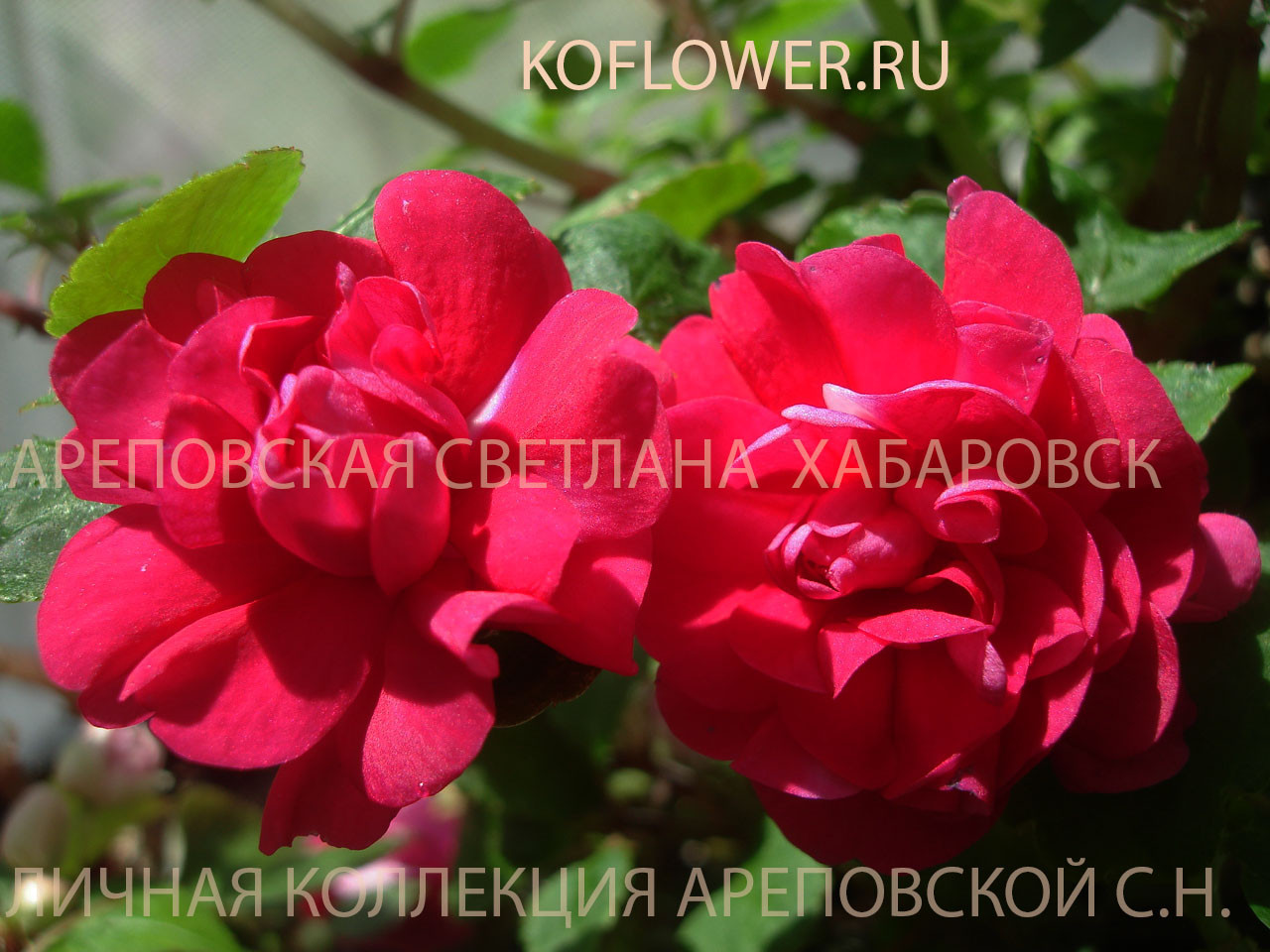 БУДЕТ ЖАРКО: БОРДО И СОЛНЕЧНЫЕ АПЕЛЬСИНЫ