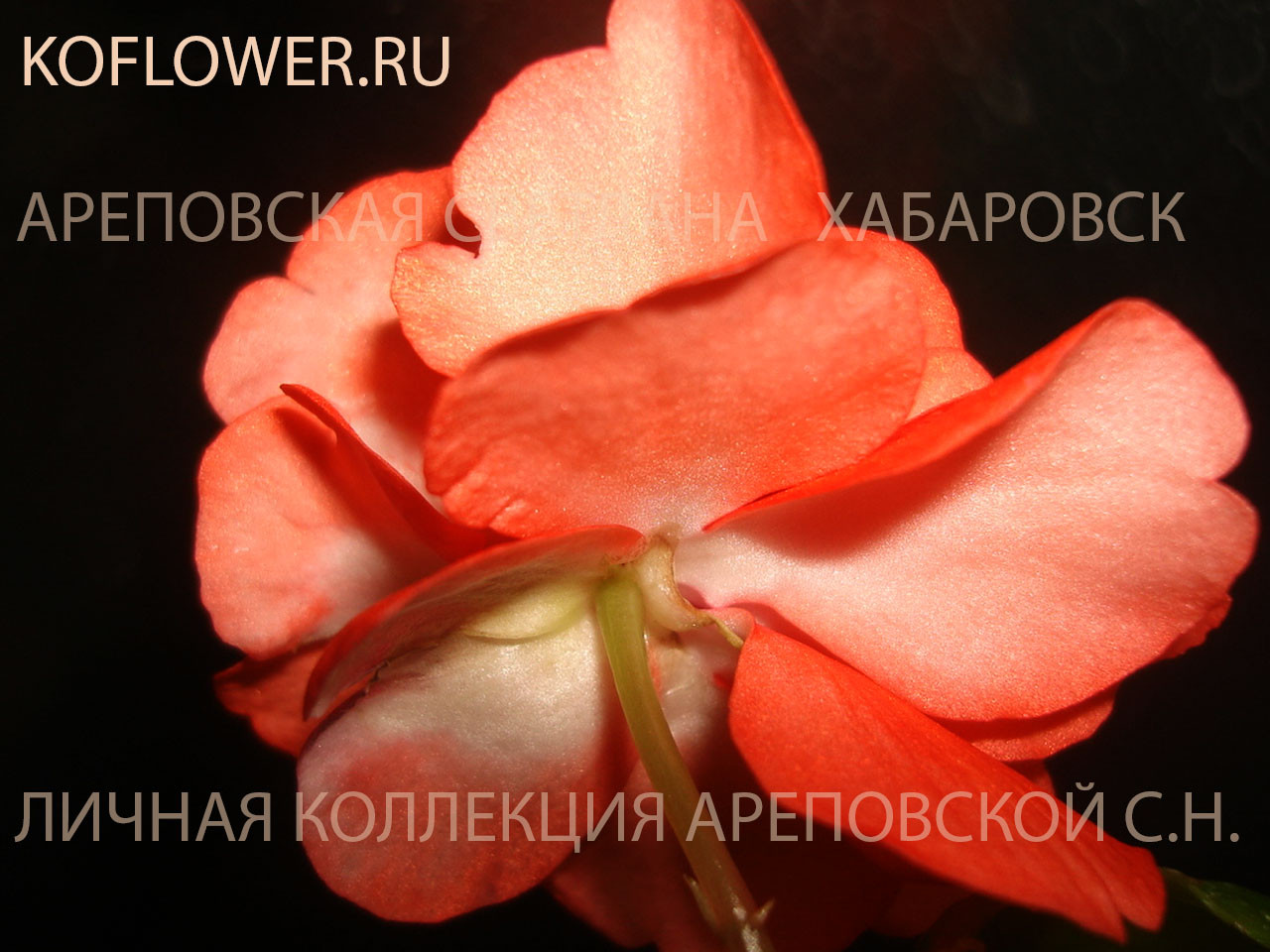 БУДЕТ ЖАРКО: БОРДО И СОЛНЕЧНЫЕ АПЕЛЬСИНЫ