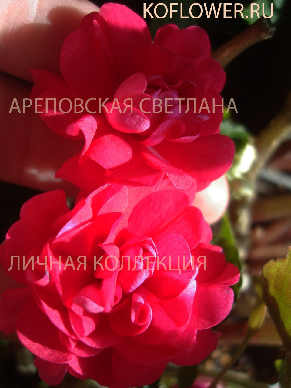 БУДЕТ ЖАРКО: БОРДО И СОЛНЕЧНЫЕ АПЕЛЬСИНЫ