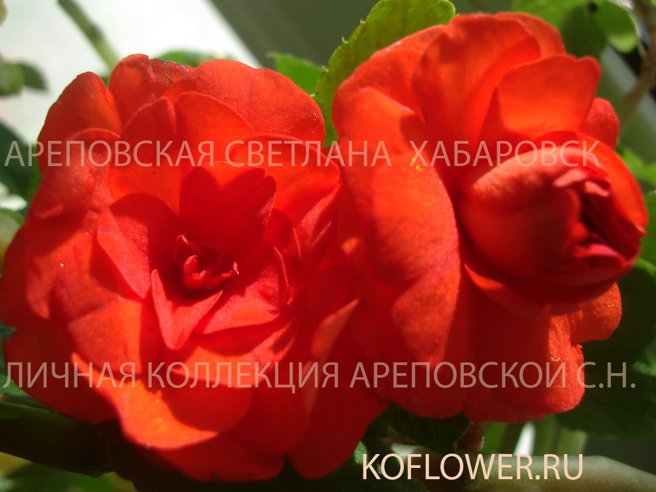 БУДЕТ ЖАРКО: БОРДО И СОЛНЕЧНЫЕ АПЕЛЬСИНЫ