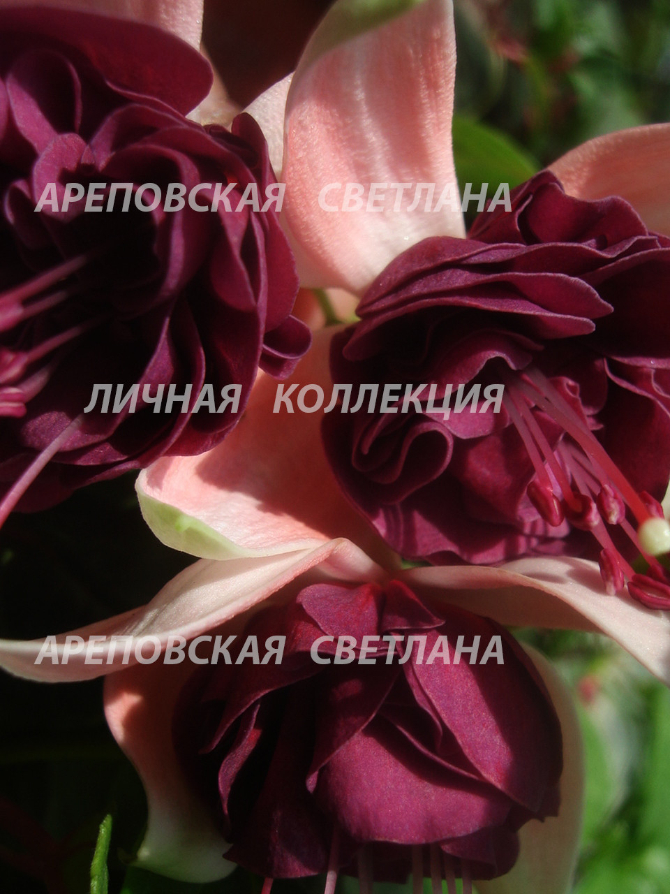 Марсель Михиэлс и его прекрасные фуксии: как создают магию