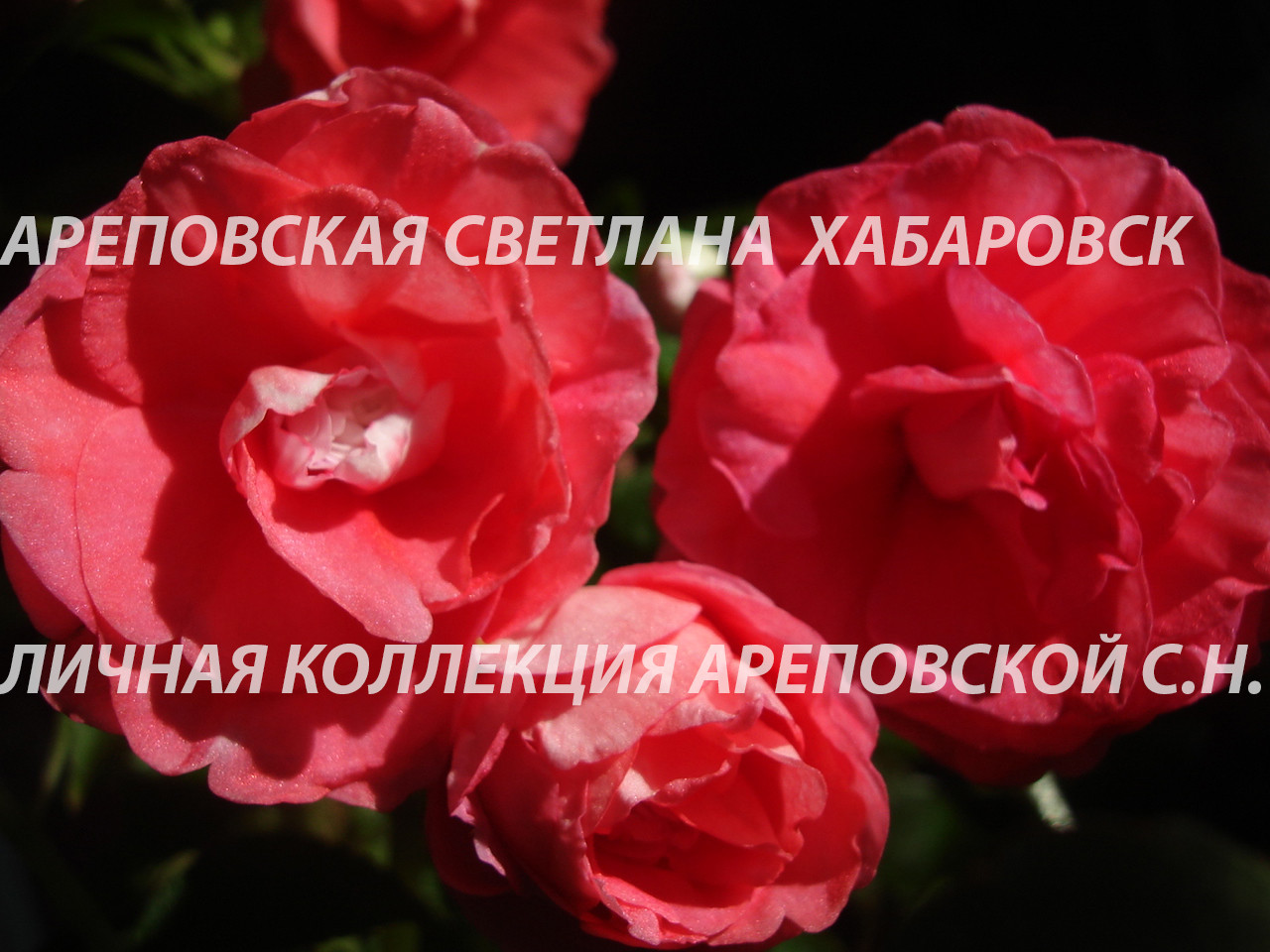Бальзамин "Diadem Red Picotee"- такого красавца вы еще не видели.