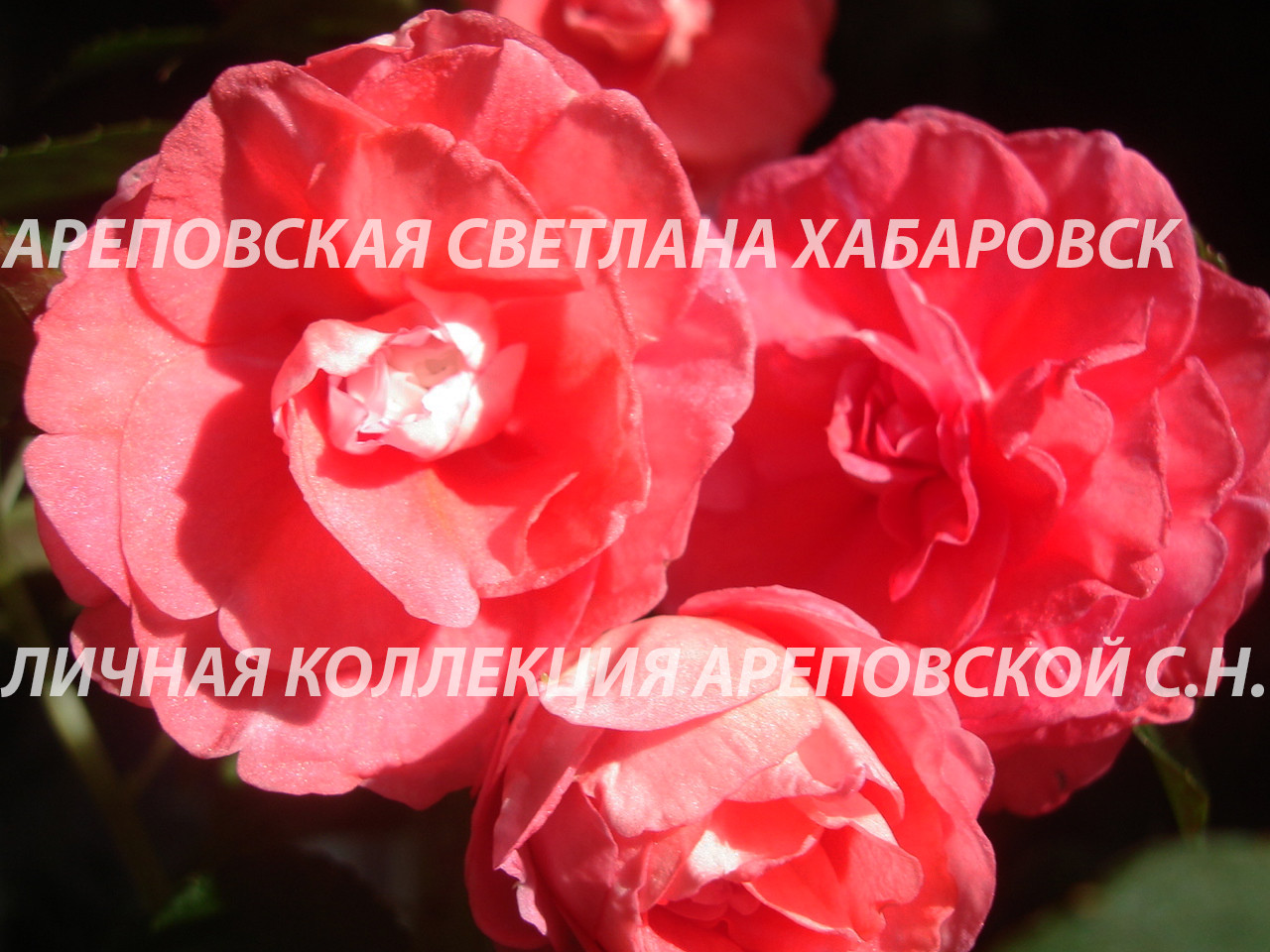 Бальзамин "Diadem Red Picotee"- такого красавца вы еще не видели.