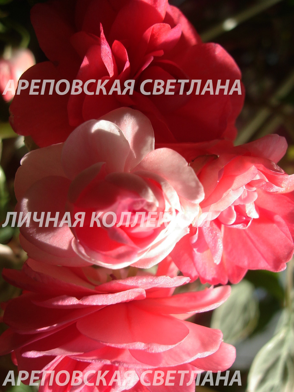 Бальзамин "Diadem Red Picotee"- такого красавца вы еще не видели.