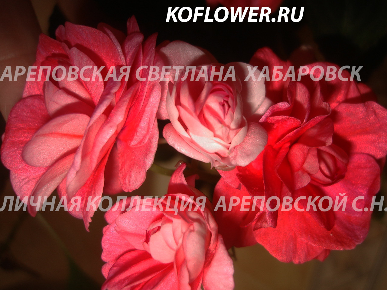 Бальзамин "Diadem Red Picotee"- такого красавца вы еще не видели.