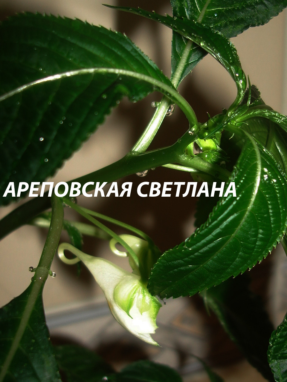 ЭТО ОРХИДЕЯ ИЛИ БАЛЬЗАМИН ? IMPATIENS MISHMIENSIS - НОВИНКА В КОЛЛЕКЦИИ.