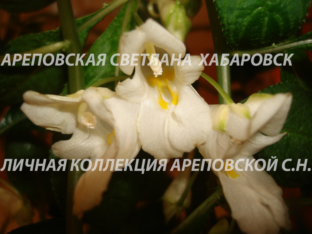 ЭТО ОРХИДЕЯ ИЛИ БАЛЬЗАМИН ? IMPATIENS MISHMIENSIS - НОВИНКА В КОЛЛЕКЦИИ.
