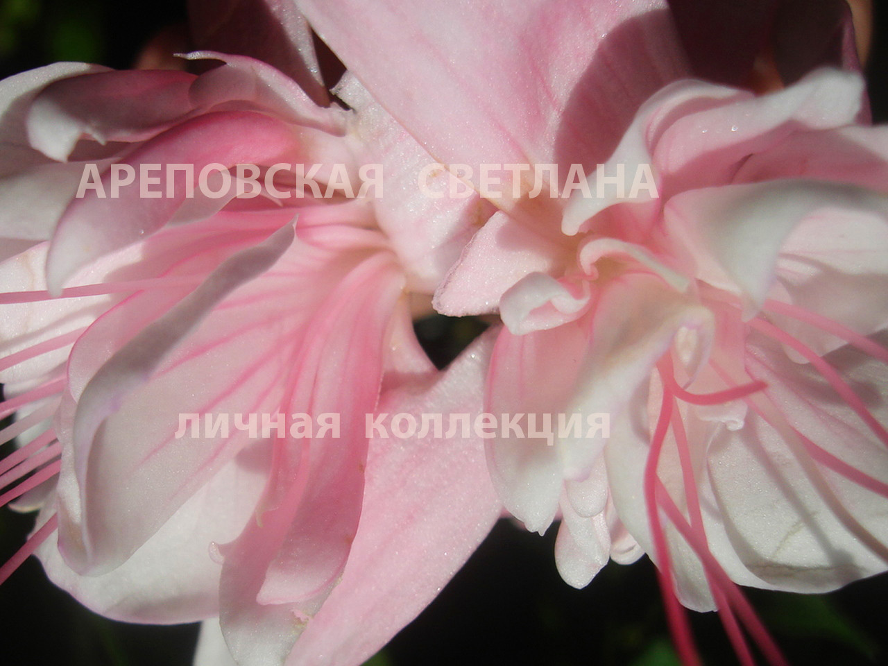 ГИБРИДНАЯ ФУКСИЯ "MELTING MOMENTS"- ОСОБЕННОСТИ СОРТА И СПЕЦИФИКА УХОДА.