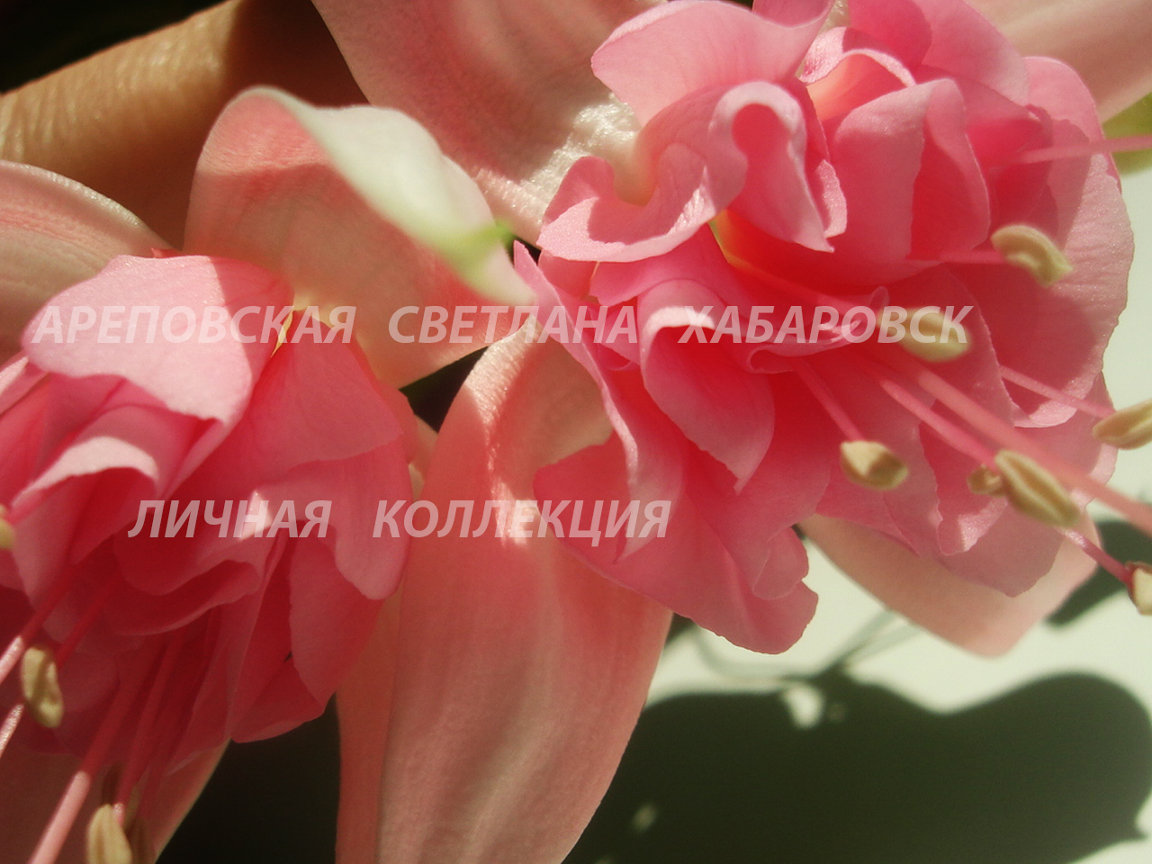РАЗВЕЕМ ЦВЕТОЧНЫЕ МИФЫ
